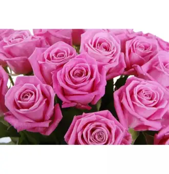 35-pink-akva-rose-v2-800x800-900x900