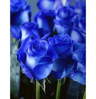 do-blue-roses-exist---header-900x900