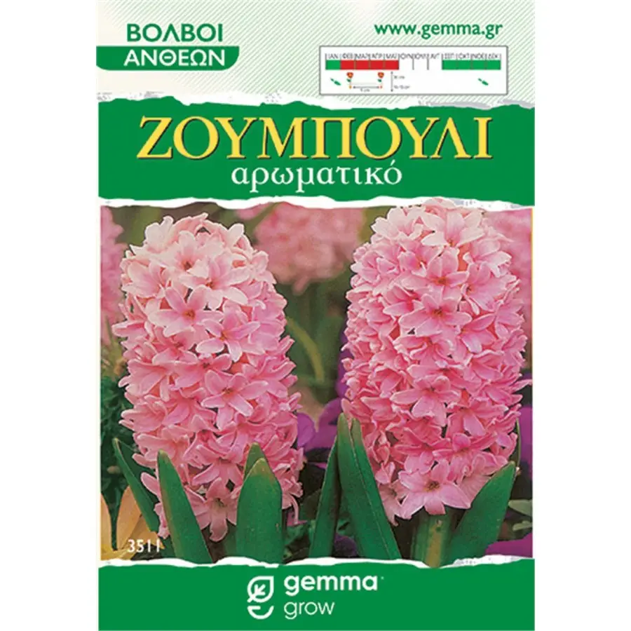 Ζουμπούλι ρόζ